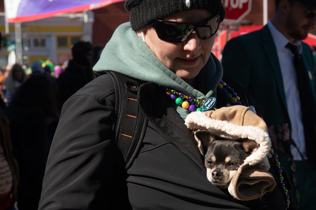 Iparty Soulard S Purina Pet Parade Entertainment Stltoday Com