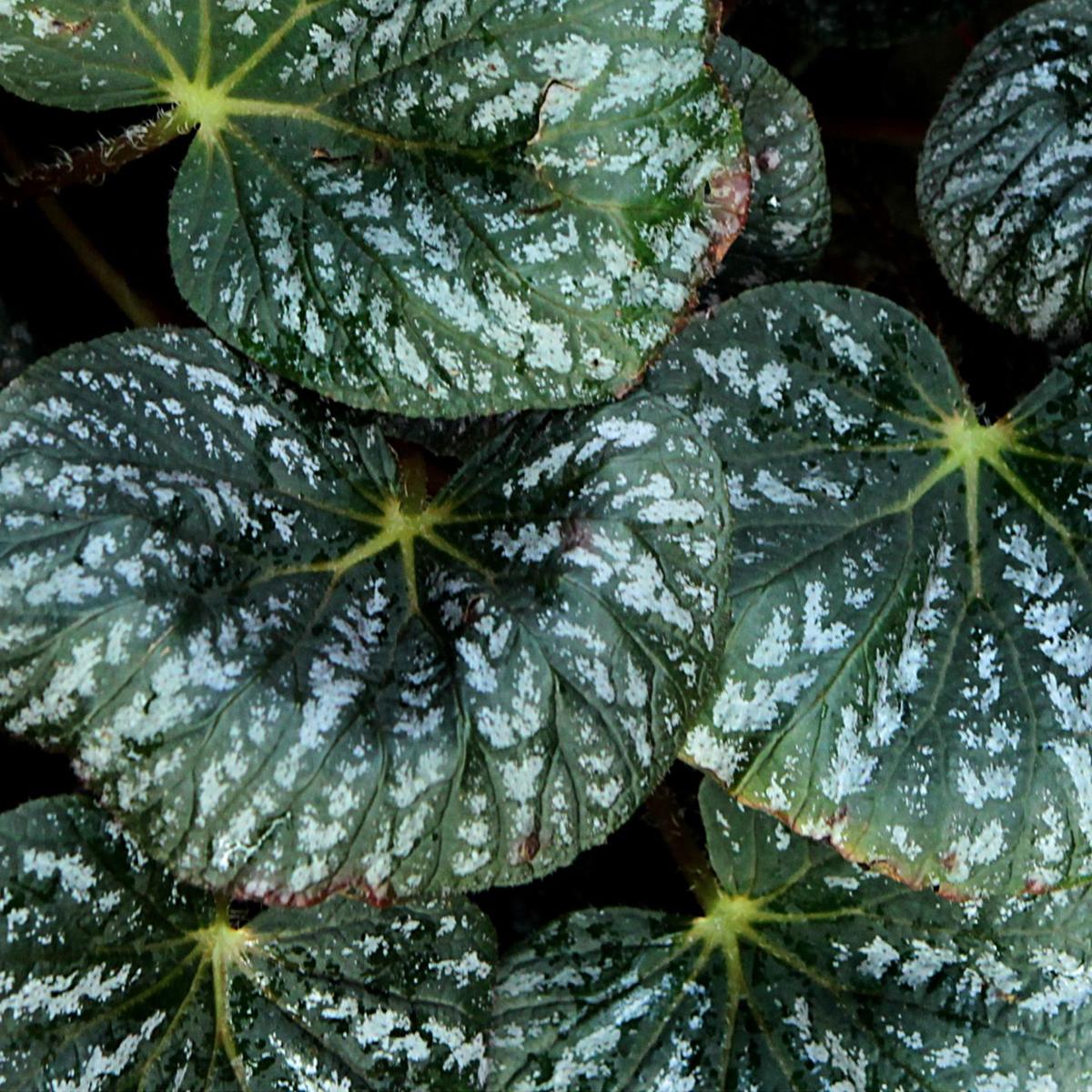 Missouri Botanical Garden seeks to name the world's plants | Science