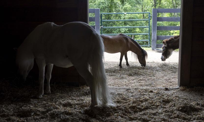 R R Ranch Ranch in Wildwood is sanctuary for abused miniature horses
