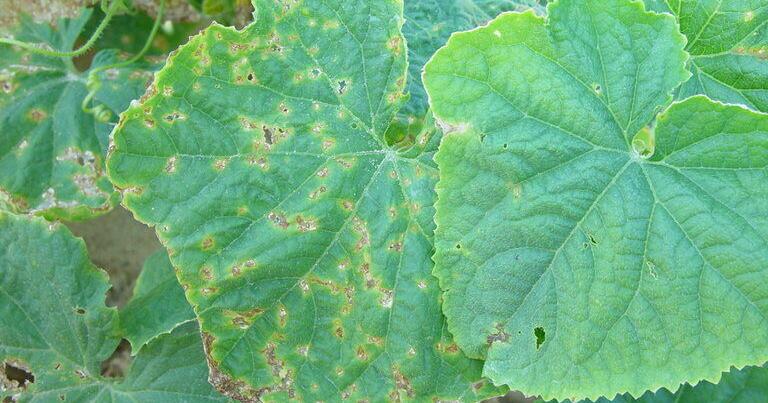 Gardening Q&A Brown spots on cucumber leaves could have many causes Laura Chaves Missouri Botanical Garden
