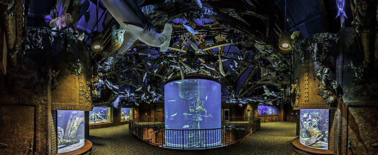 Massive wildlife museum and aquarium opens in Springfield, Mo.