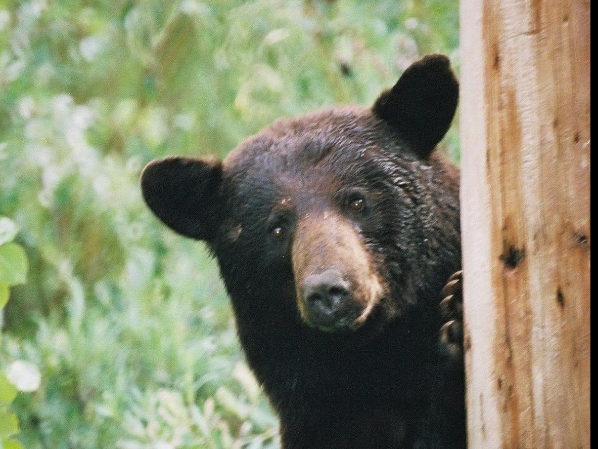 First Ever Bear Hunt In Missouri Moves Forward With Friday Vote Regional Stltoday Com