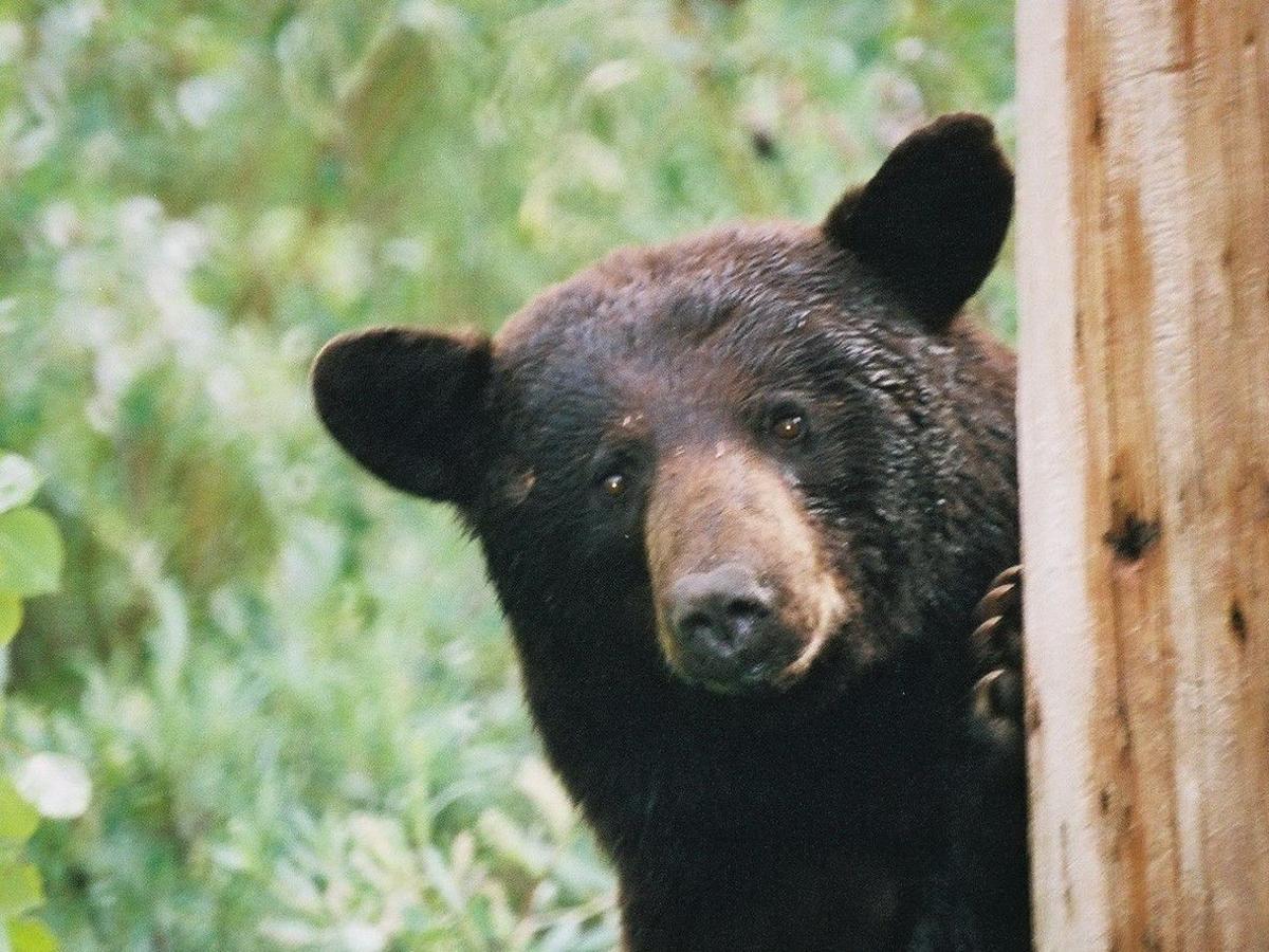First Ever Bear Hunt In Missouri Moves Forward With Friday Vote Regional Stltoday Com First Ever Bear Hunt In Missouri Moves Forward With Friday Vote Regional Stltoday Com