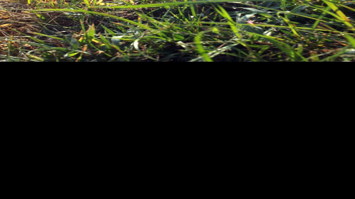 Act Now To Repair Your Lawn From Summer Damage Home Garden Stltoday Com