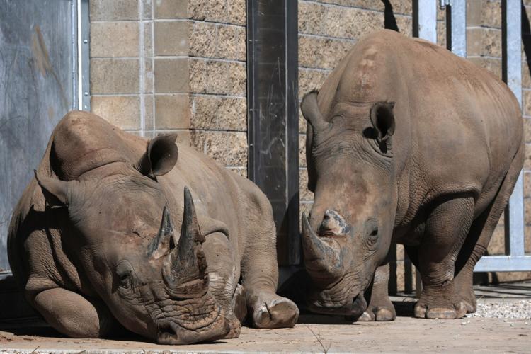 First pair of giraffes and five Southern white rhinos adjust to their new home at 51���� Zoo WildCare Park
