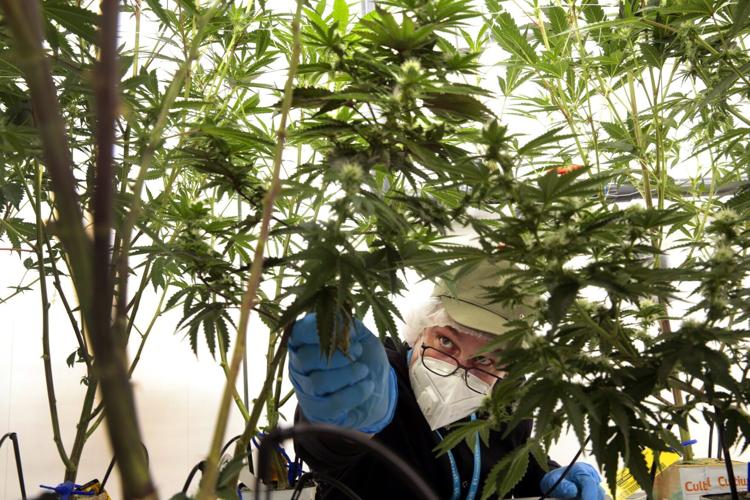 Missouri medical marijuana industry could grow sky high