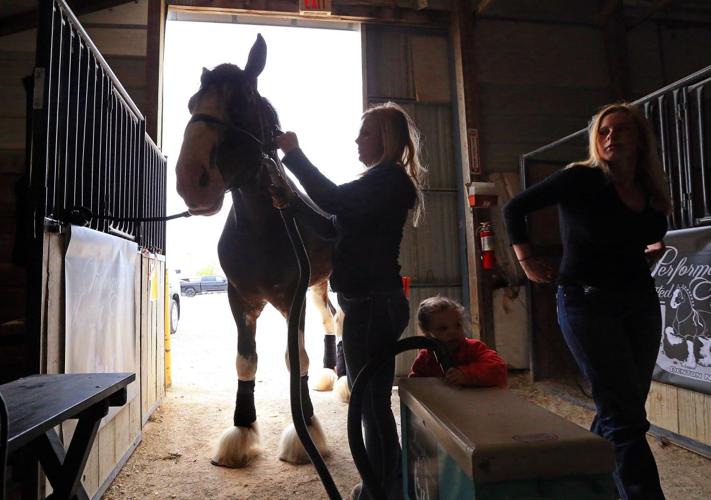 Bidders, spectators pack arena for world's largest Clydesdale sale