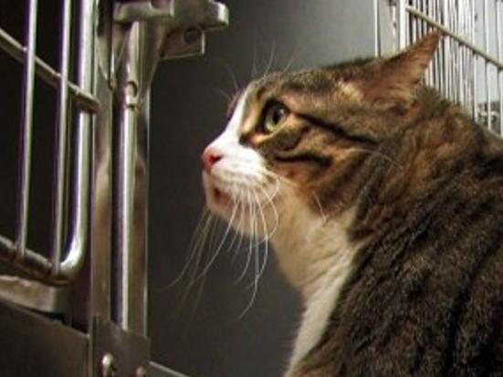Biscuit The Tubby Tabby Is Now Thinner Thriving Pets