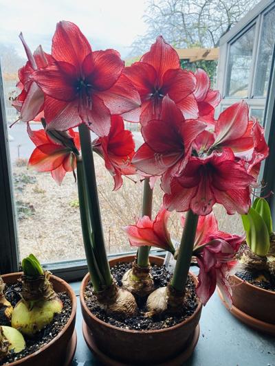 Amaryllis