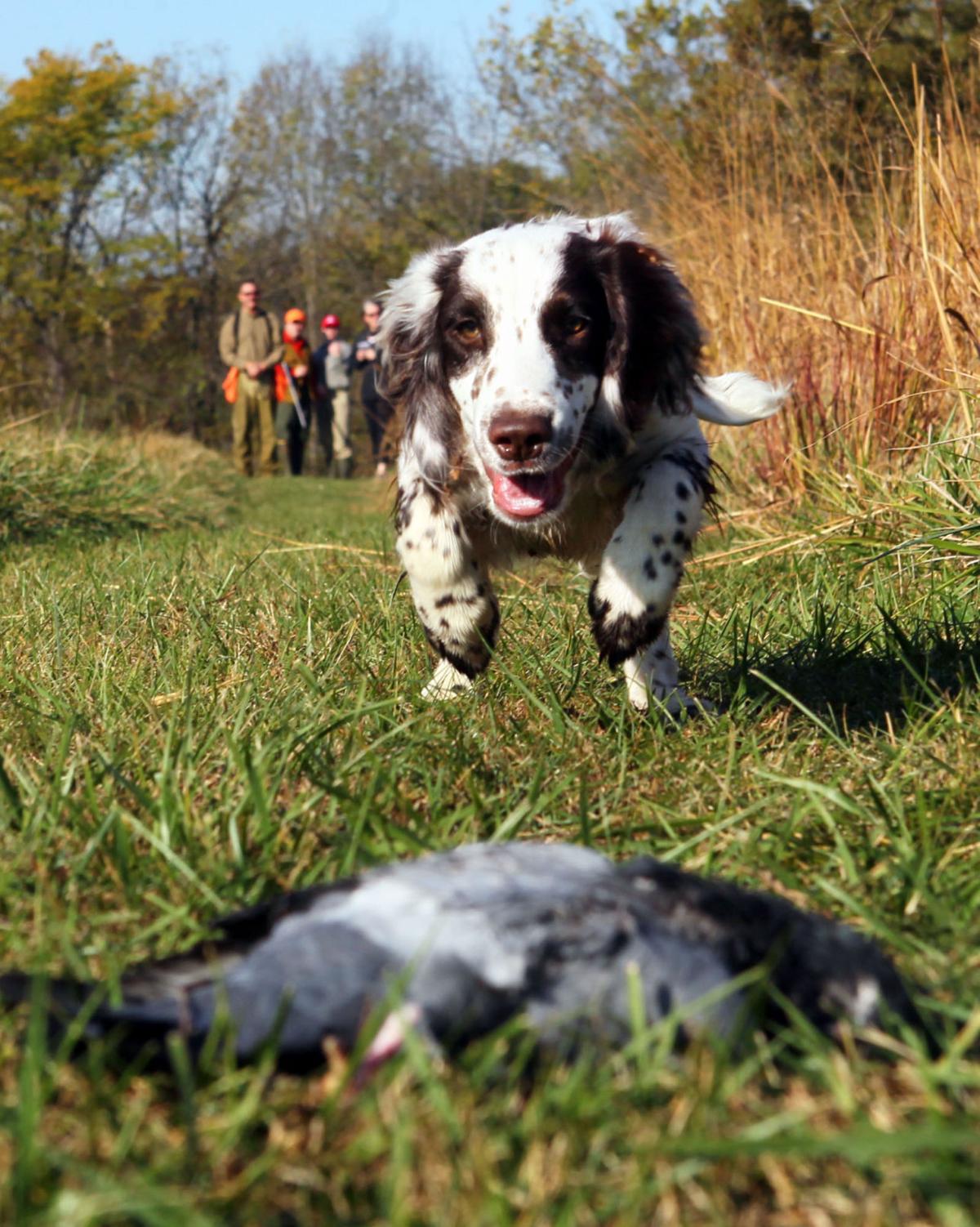 Spaniels in training seek to earn their due as bird dogs Metro