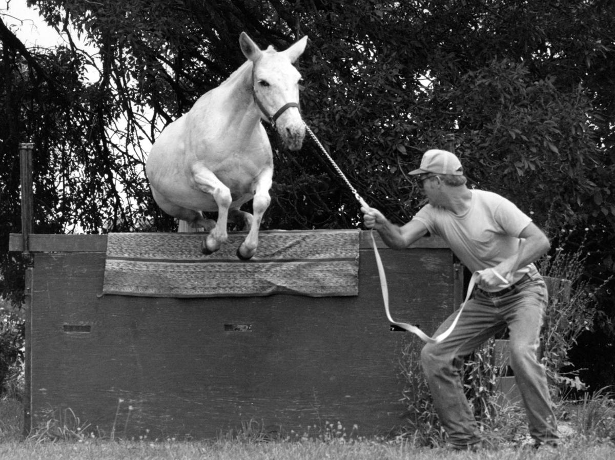 The History of the Missouri mule