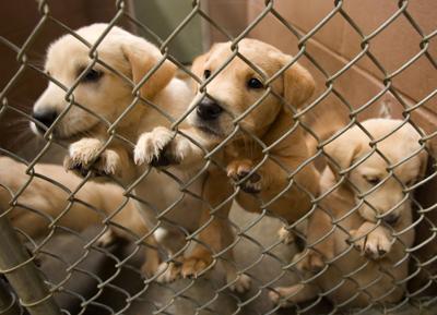 euthanasia stop chamber gas ala bill would use pets stltoday animal animals