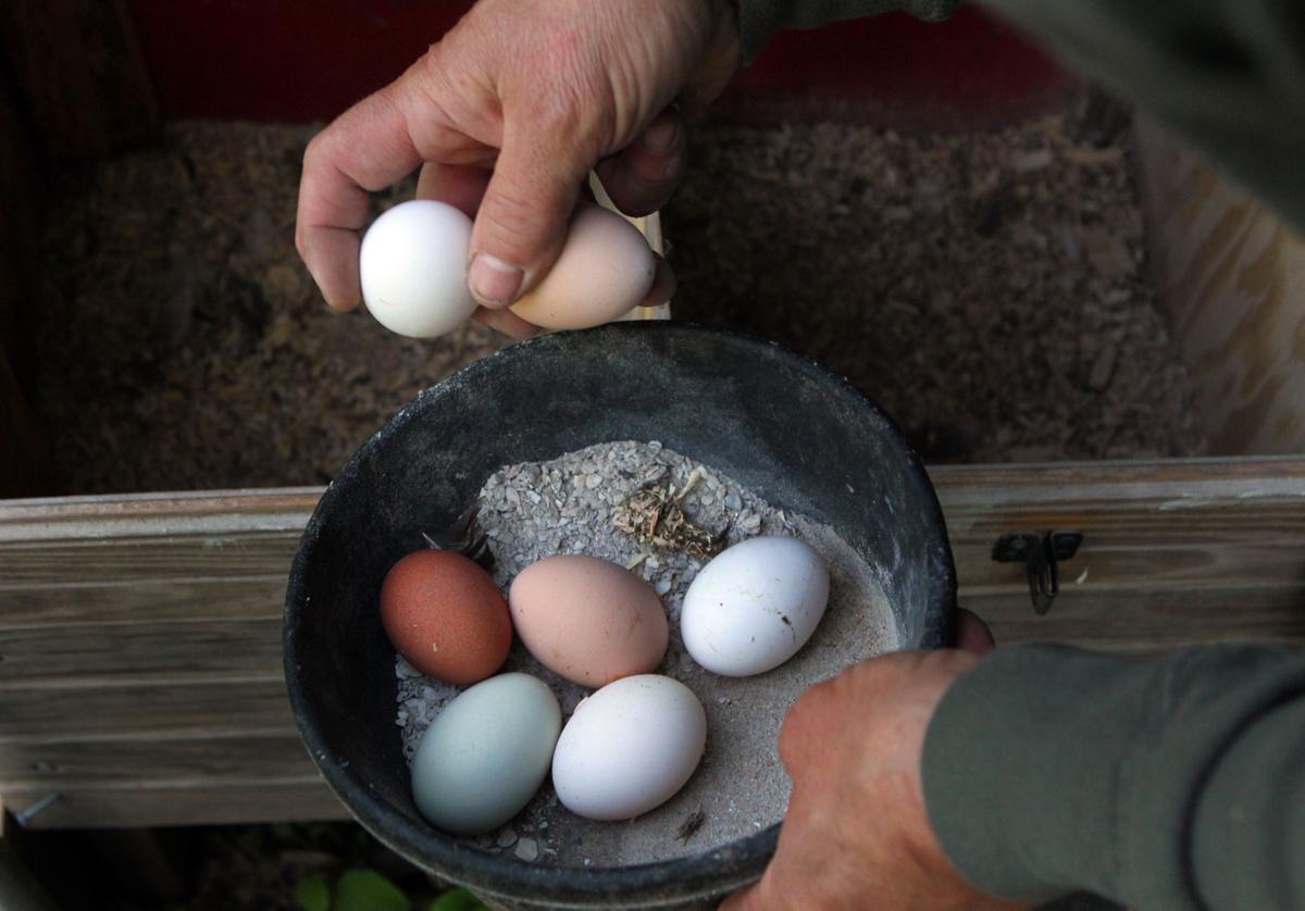 Chickens Are Gaining A Foothold In St Louis Area Metro Stltodaycom