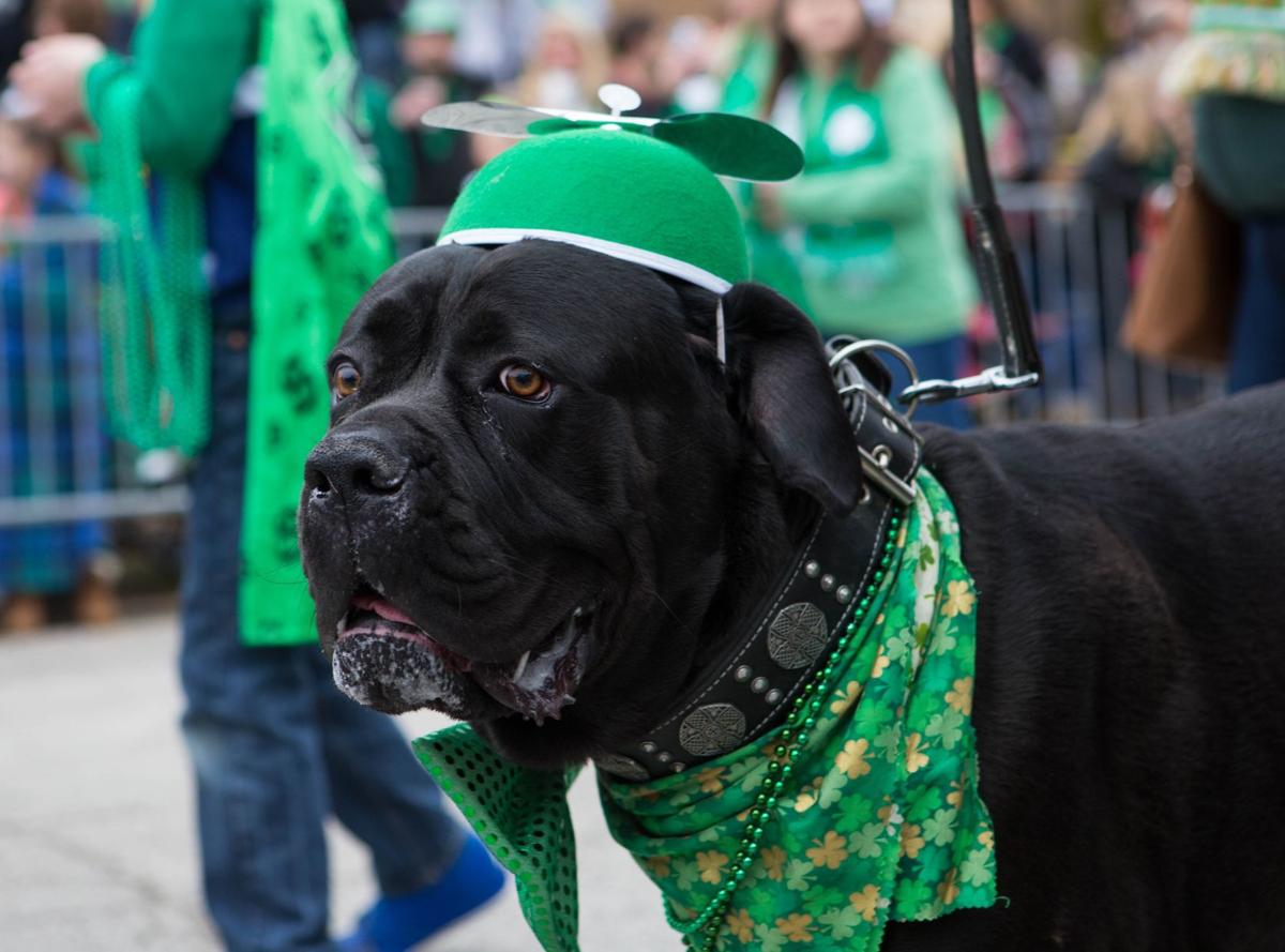 St. Pat's Parade returns to Dogtown after twoyear void