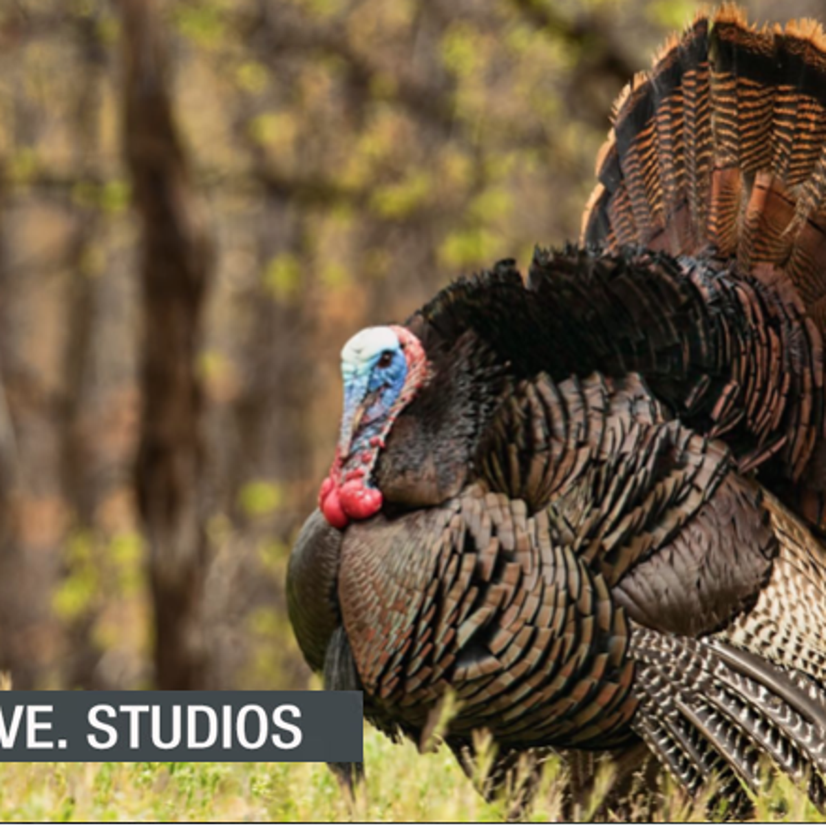 Everything You Need To Know For A Successful Spring Turkey Hunt