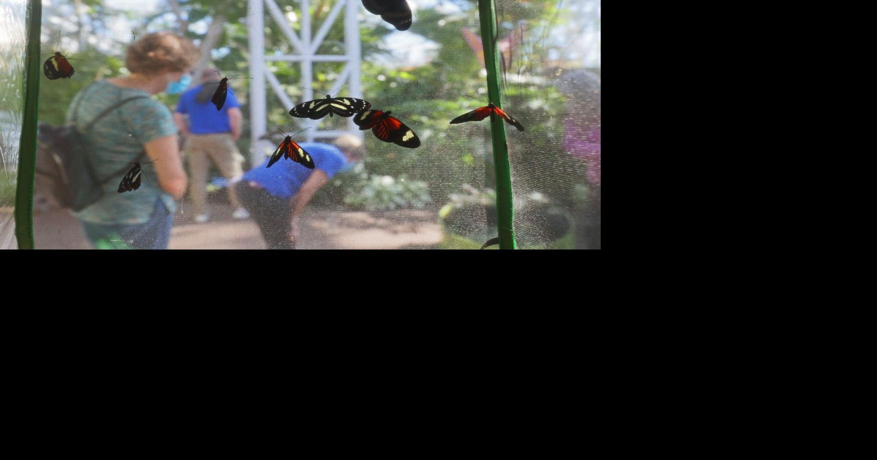 Time to fly: Bigger butterfly house lab gives workers, critters more space