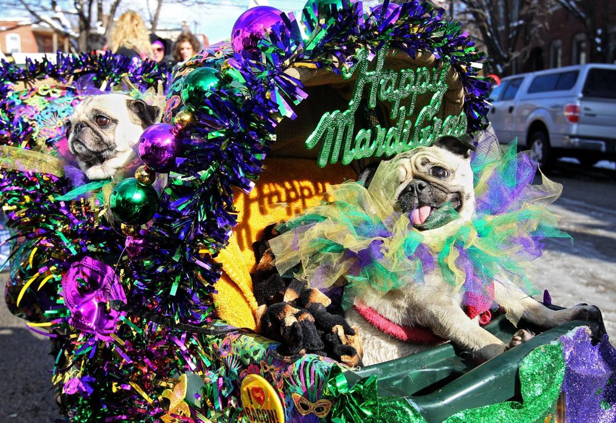 Beggin' Pet Parade in St. Louis Pictures