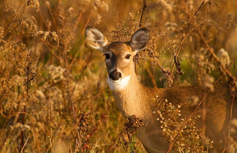 Deer