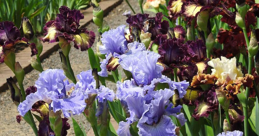Late summer is best time to divide irises in St. Louis