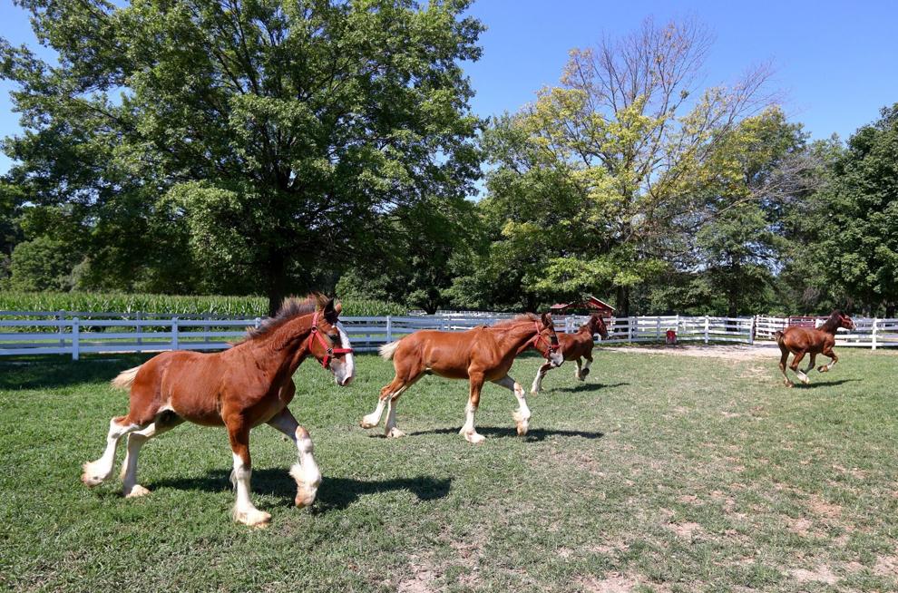 Photos and video Cute Clydesdale foals are a sight to see at Grant's Farm