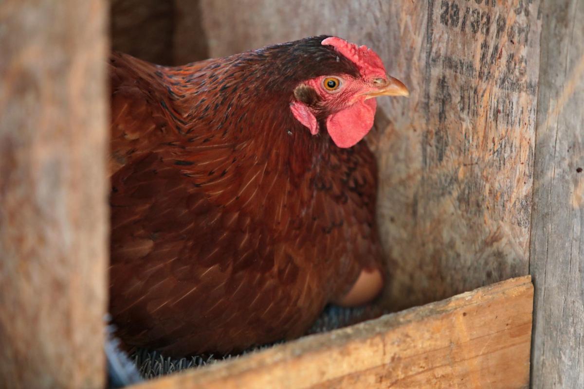 Missouri Senate pecks at protections for backyard chickens