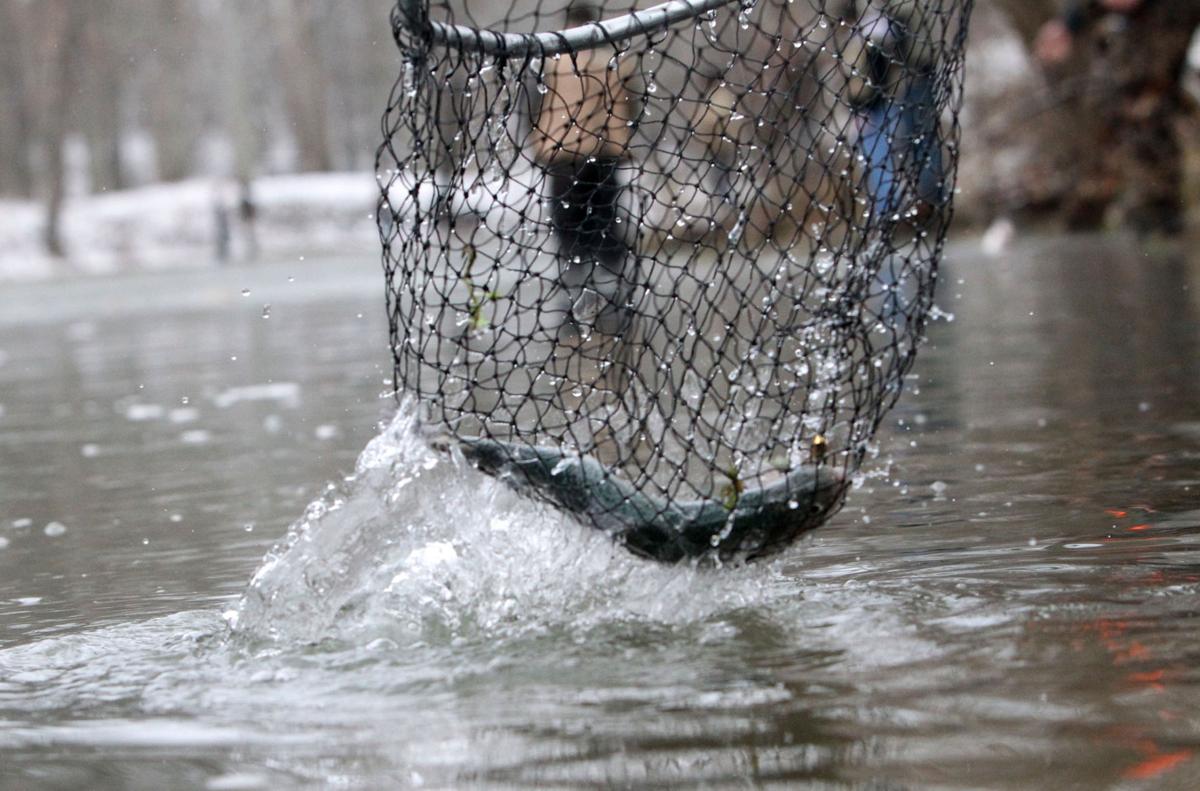 Opening day of Trout Season Multimedia