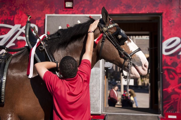 The Budweiser Clydesdales are back for Cardinals Opening Day