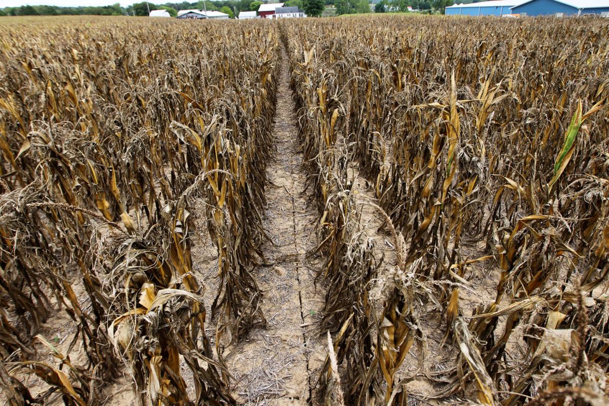Dying corn.. ground cracking with farmhouse