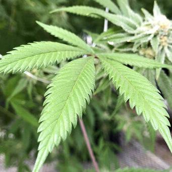 Missouri House takes up marijuana legalization in push to sink ballot question - Vimarsana News
