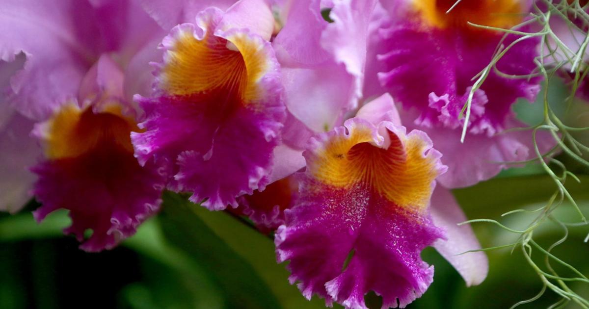 Orchid Show returns to Missouri Botanical Garden after 2-year break Orchid Show returns to Missouri Botanical Garden after 2-year break