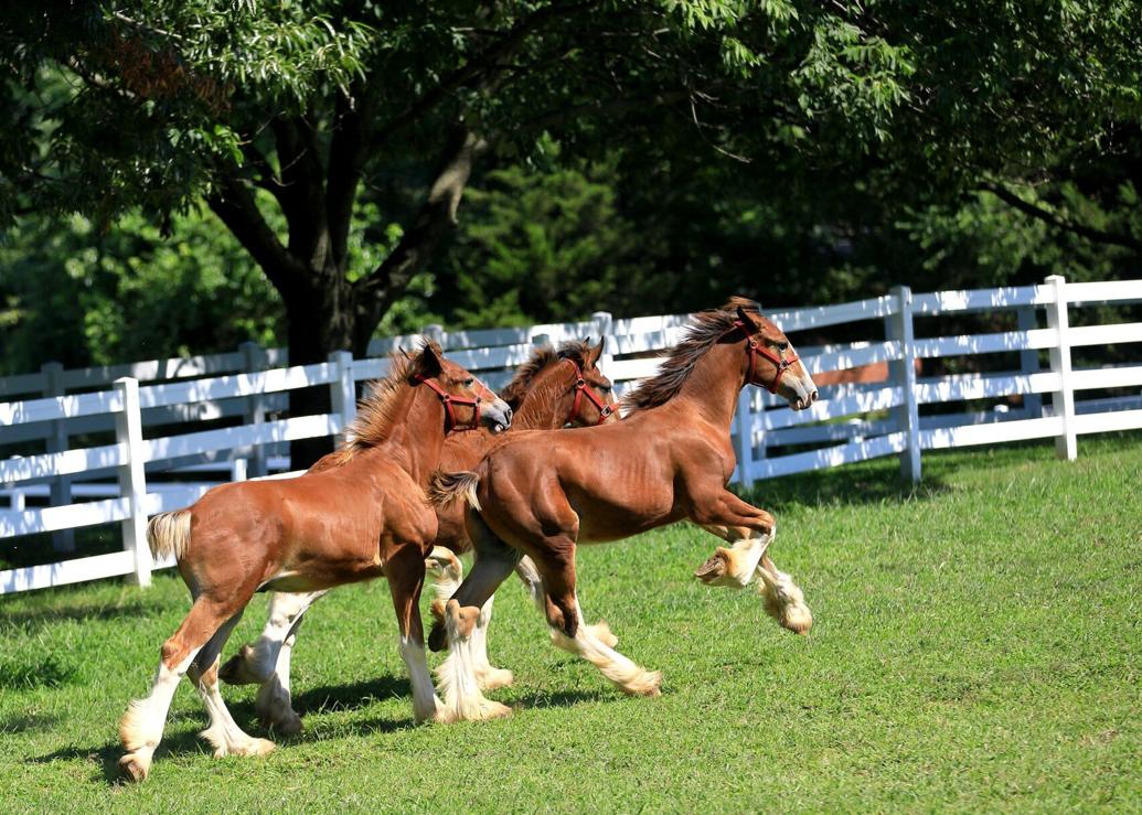 Photos and video Cute Clydesdale foals are a sight to see at Grant's Farm