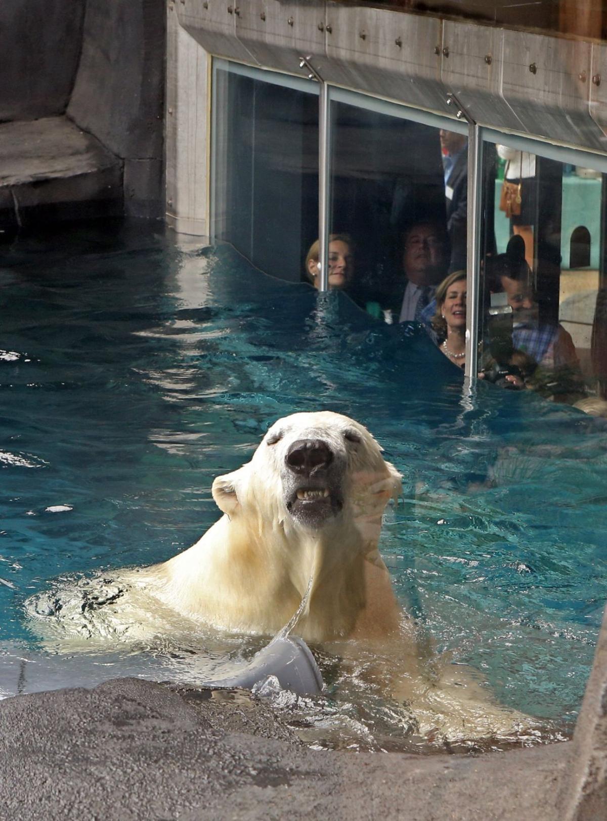 Polar bear makes a big splash at St. Louis Zoo Metro