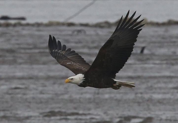 Nine bald eagle facts that may surprise you! - Eagle Wing Tours