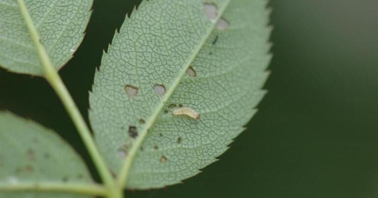 Small holes on rose leaves are likely caused by rose sawflies