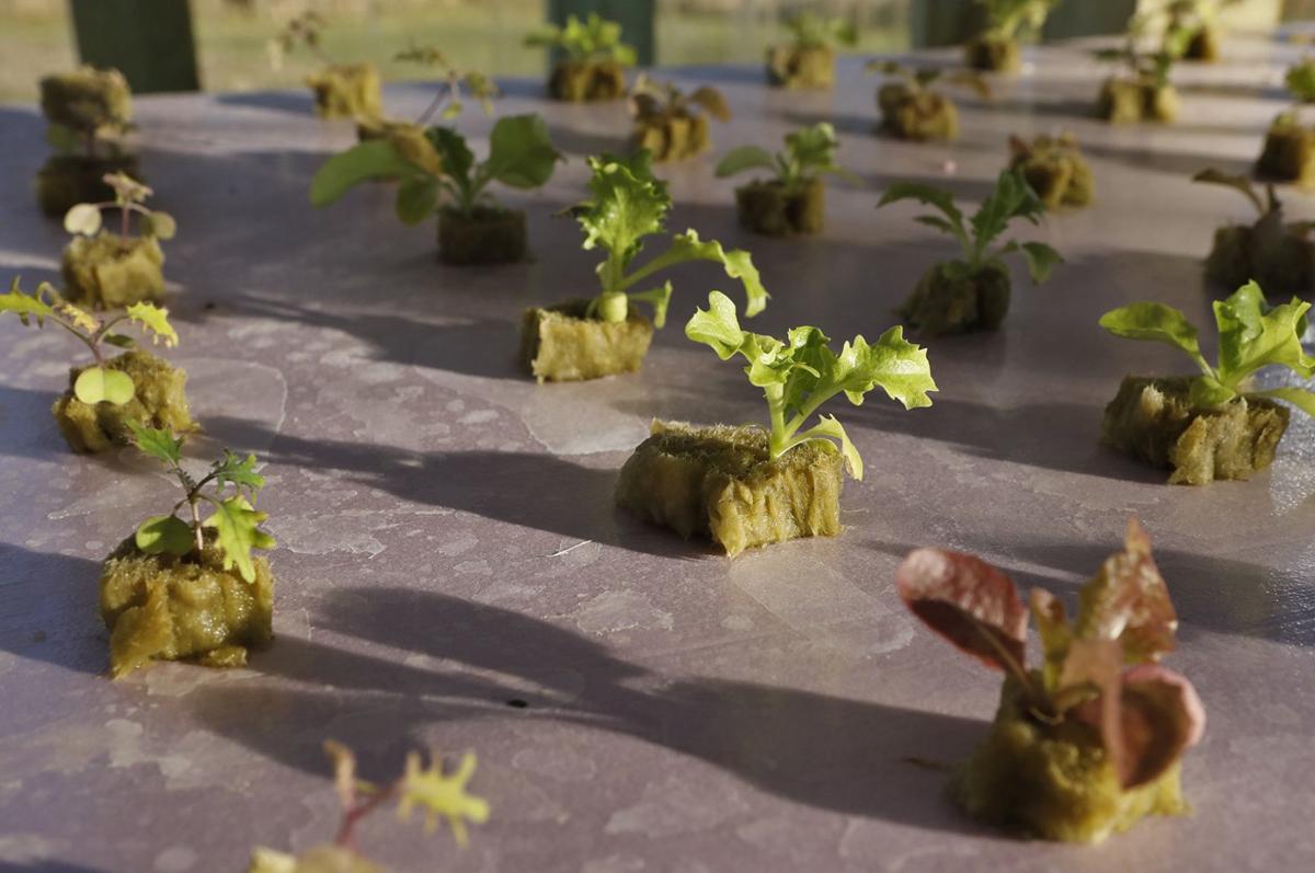 Raising Lettuce And Fish Year Round Brothers Modernize 7th