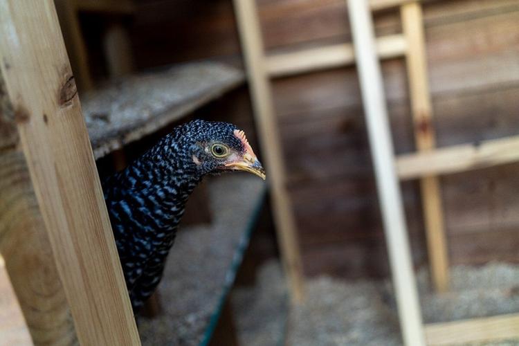 Jefferson County HOA threatens residents with fines for backyard chickens