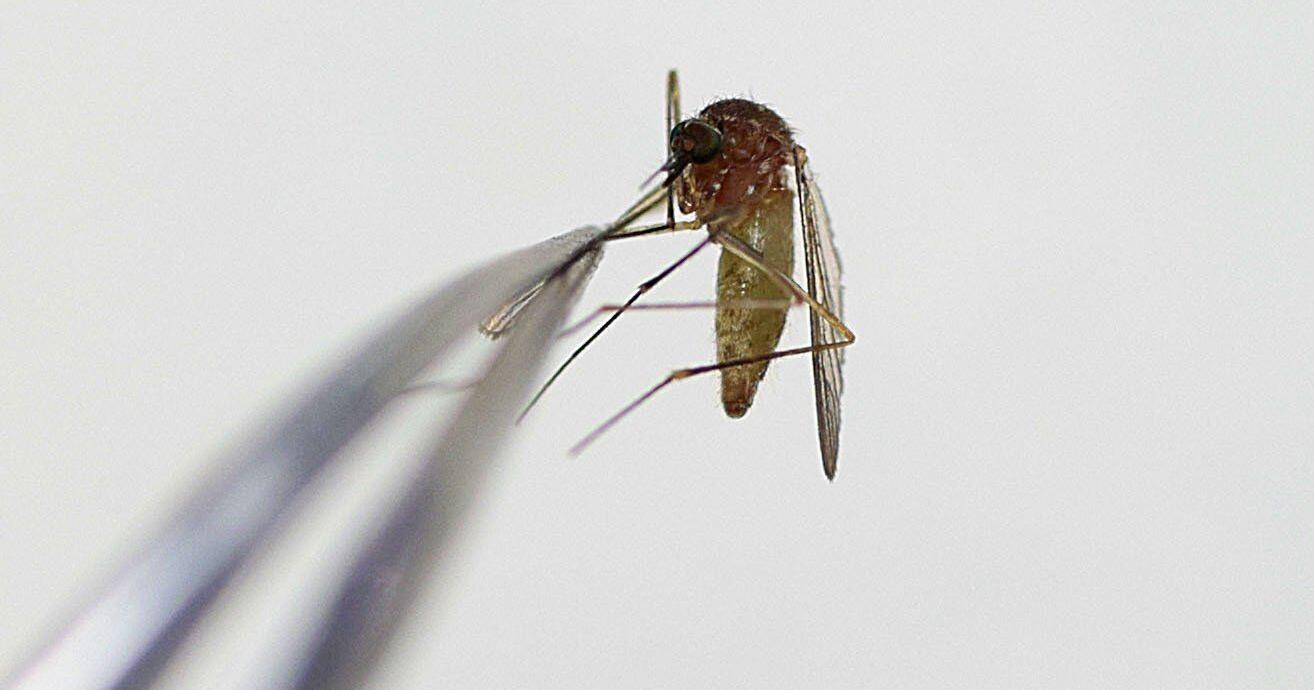 Mosquitoes can be deadly. These are the workers who help control them in St. Louis. - Vimarsana News