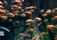 St. Louis Aquarium preps for grand opening