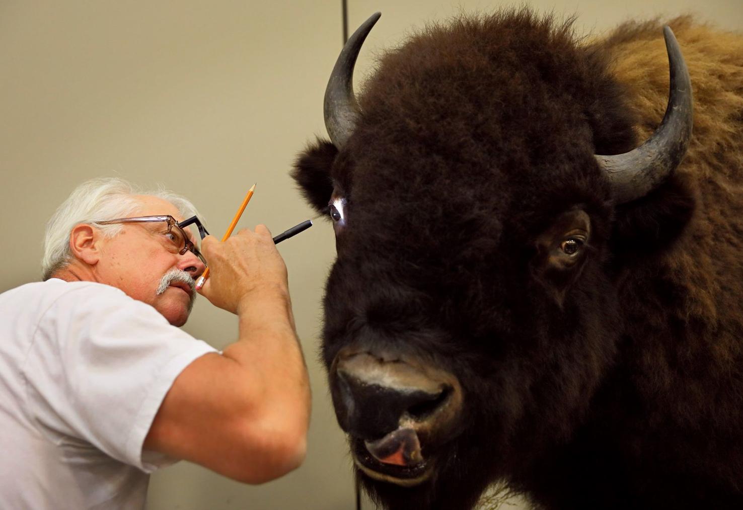 The 'Olympics of taxidermy' comes to Missouri