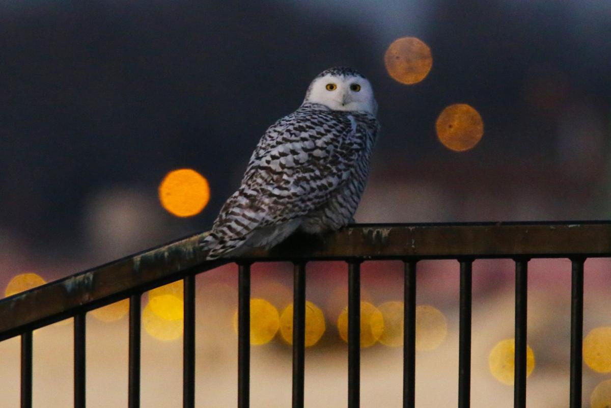 Snowy owl sightings bring out the bird paparazzi in St ...