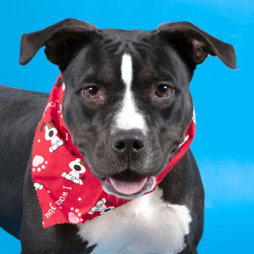 Pet of the week: Nora