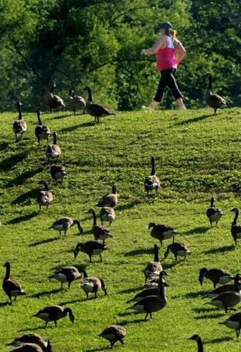 Walk with the geese