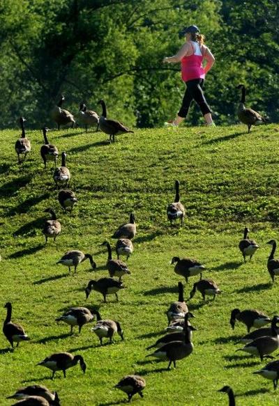 Walk with the geese