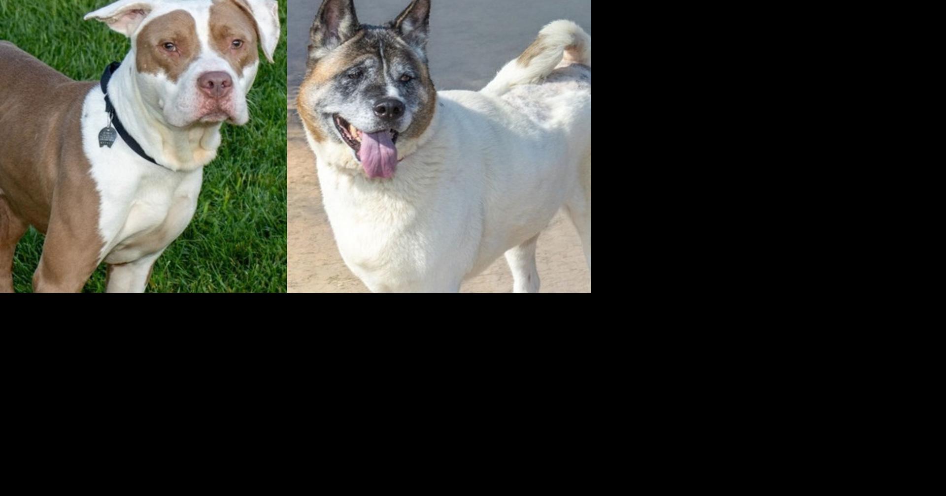 Meet the Post-Dispatch pets of the week: a pit bull terrier mix, an Akita and a ...
