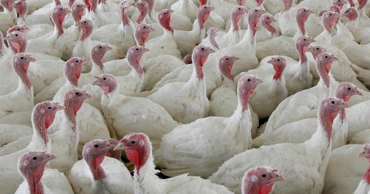 Missouri officials reject push to crack down on factory farms