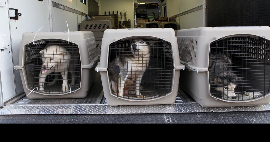 Prop A wins handily; dog breeder regulations pass in fairly close vote