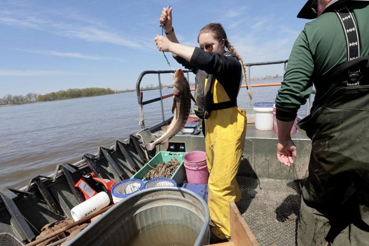Missouri Department of Conservation tag lake sturgeon