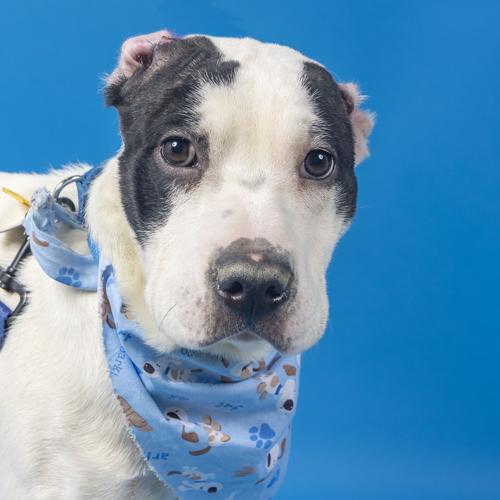 Pet of the week: Fern