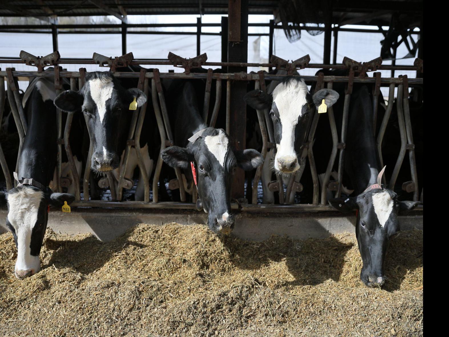Its Glass Bottle Gone Farm Fresh Milk Changes With The Industry Local Business Stltoday Com