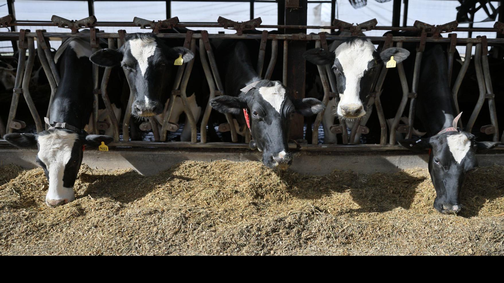 Its Glass Bottle Gone Farm Fresh Milk Changes With The Industry Local Business Stltoday Com